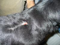 MRSA, wound healing, after laser therapy