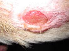 Infected skin before laser therapy