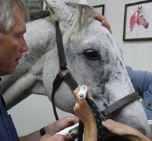 Laser acupuncture horse, laserpen